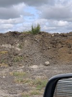 Palmer amaranth is growing out of a manure pile. (NDSU photo)