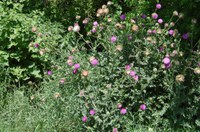 Fall is the ideal time to treat many weeds on the noxious thistle list, including musk thistle. (NDSU photo)