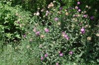 Fall is the ideal time to treat many weeds on the noxious thistle list, including musk thistle. (NDSU photo)