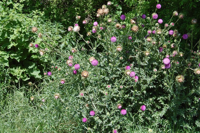 Fall is the ideal time to treat many weeds on the noxious thistle list, including musk thistle. (NDSU photo)