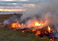 Wildfires prior to the growing season should have no impact on the plant community in terms of species change on rangelands, plant density on grass hay stands or forage production of new growth. (NDSU photo)