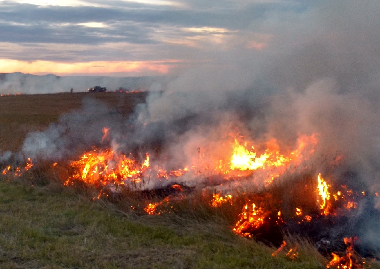 Wildfires prior to the growing season should have no impact on the plant community in terms of species change on rangelands, plant density on grass hay stands or forage production of new growth. (NDSU photo)
