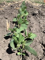 NDSU Extension agronomists have been compiling and evaluating data on soybean planting rates and/or row spacing. (NDSU photo)