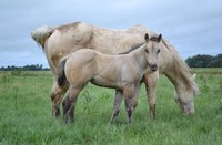 A mare and foal graze after being rotated recently to a fresh paddock in northeastern North Dakota. (NDSU photo)