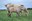 A mare and foal graze after being rotated recently to a fresh paddock in northeastern North Dakota. (NDSU photo)