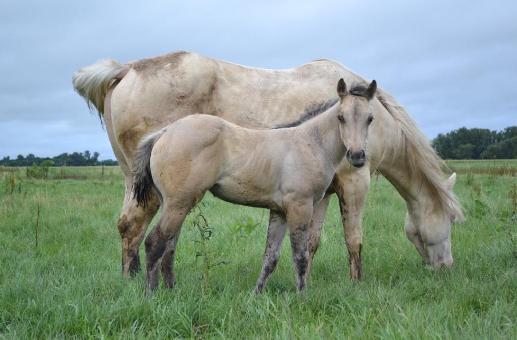 A mare and foal graze after being rotated recently to a fresh paddock in northeastern North Dakota. (NDSU photo)