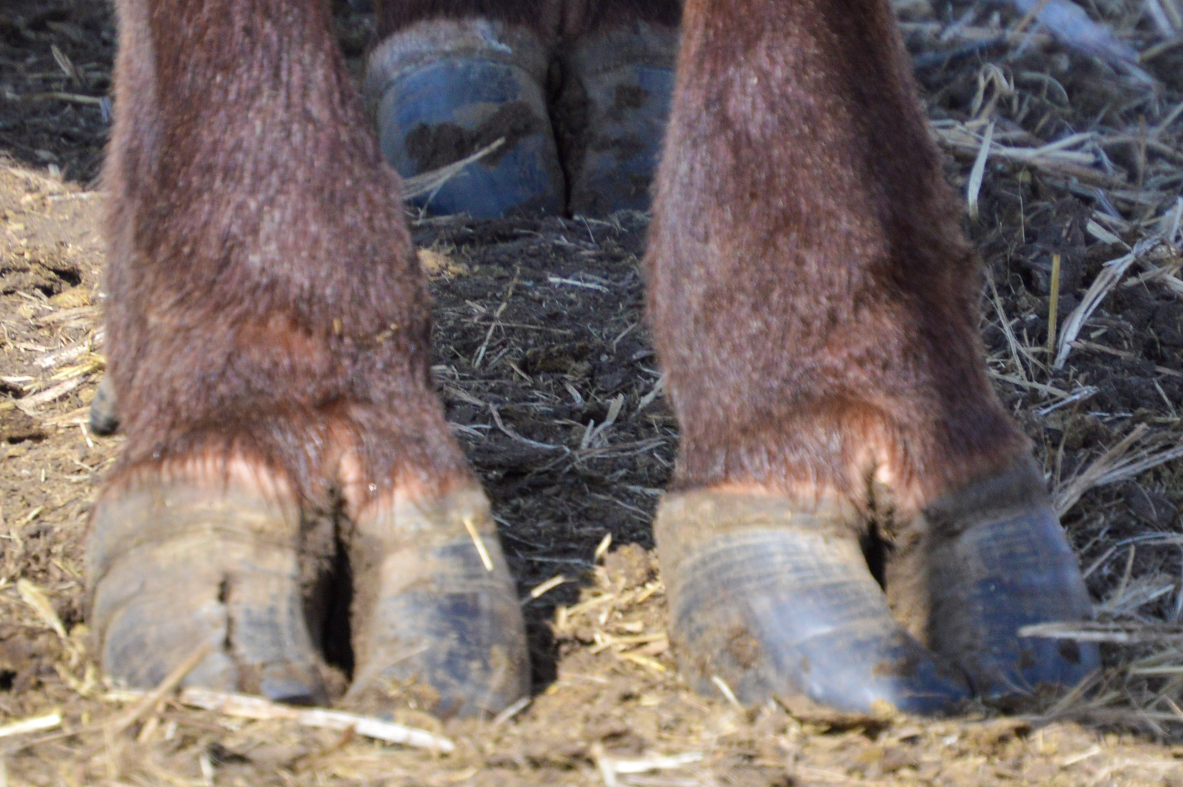 Feet issues such as vertical cracks can be a concern at calving time. (NDSU photo)