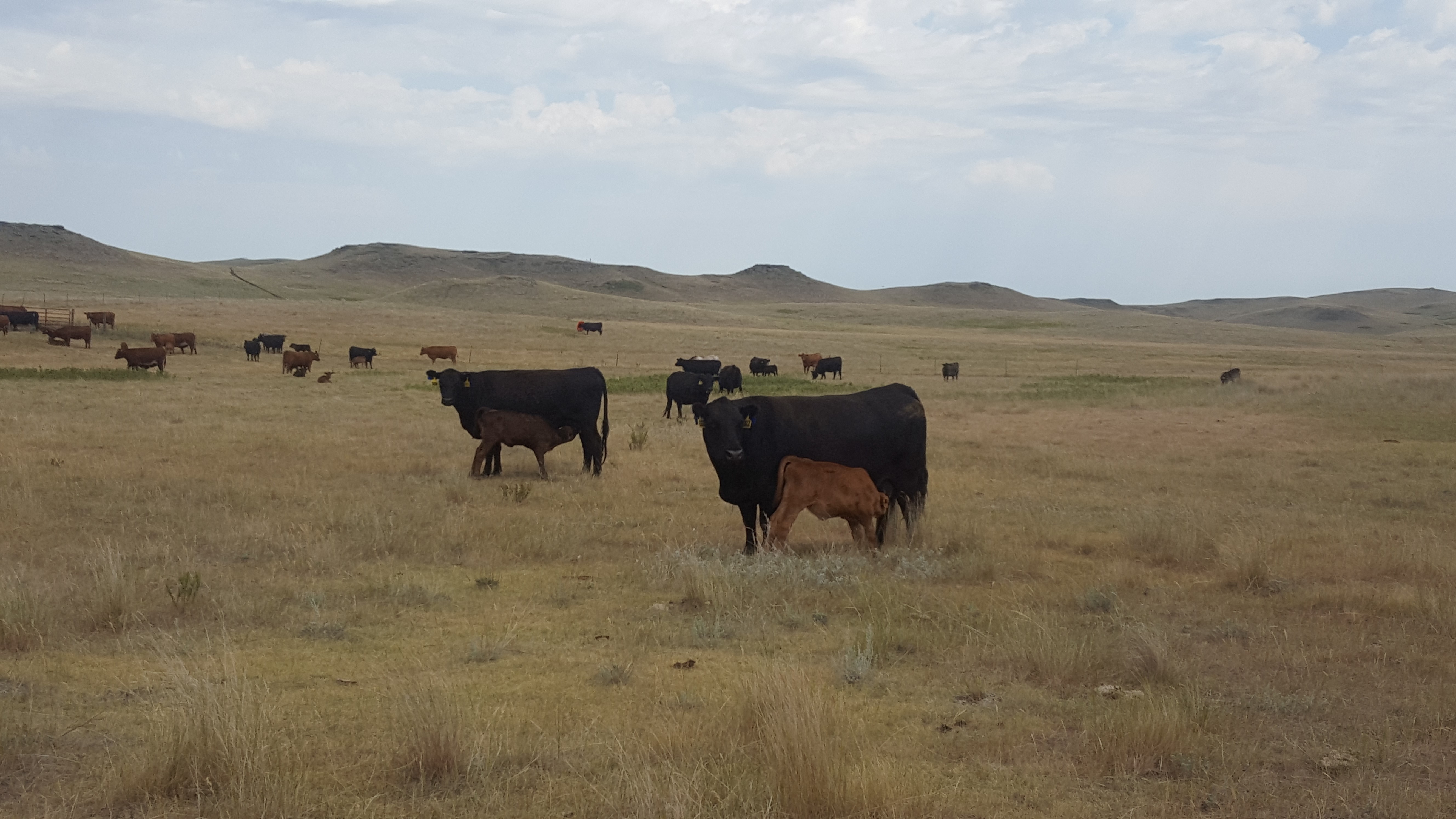 Producers need to think about how to manage during a drought to keep the most productive and valuable cows in the herd. (NDSU photo)