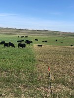 Yearling cattle graze on winter cereal forages in the spring. (NDSU photo)