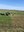 Yearling cattle graze on winter cereal forages in the spring. (NDSU photo)