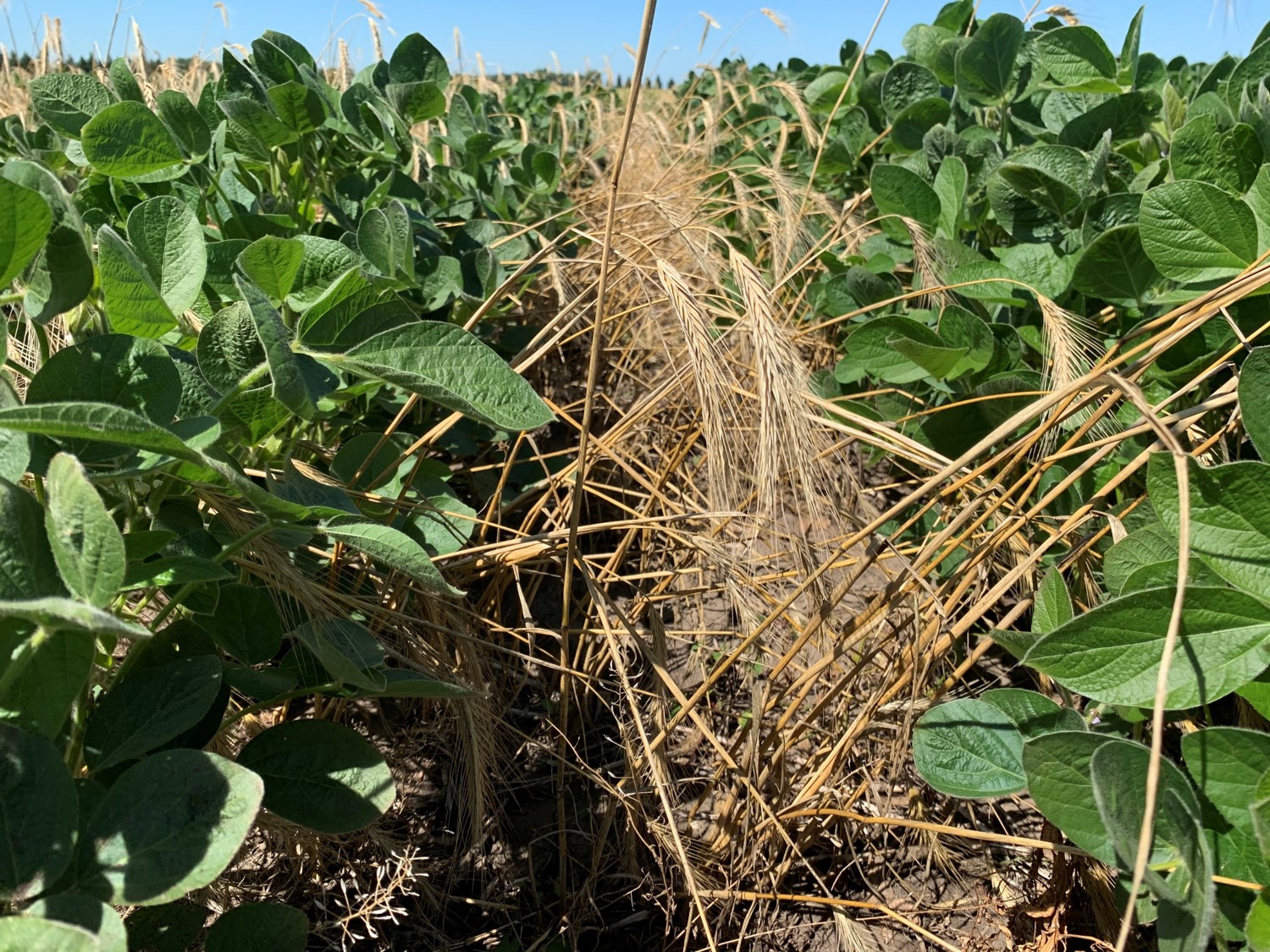 Cover crops for soybeans and dry beans will be among the topics during a row crop tour at NDSU's Carrington Research Extension Center. (NDSU photo)