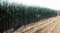 Some North Dakota producers may be harvesting corn for silage this year. (NDSU photo)