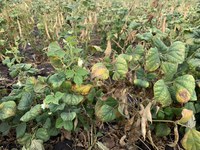 Drought has caused highly variable crop stand density and growth stages in dry bean fields. (NDSU photo)