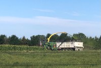 This corn field is being turned into silage. (NDSU photo)