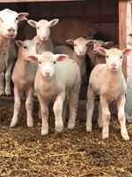 Youth chosen for the Starter Flock Discounted Loan Program will receive an interest-free loan to purchase 10 yearling Rambouillet ewes. (NDSU photo)