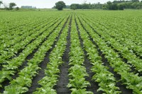NDSU and University of Minnesota Extension specialists will share information on the latest sugarbeet research. (NDSU photo)