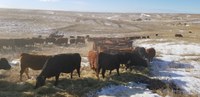 During drought, beta-carotene in growing forage is inadequate to meet vitamin A requirements. (NDSU photo)