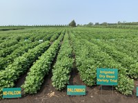 Variety performance is one topic that will be covered at the dry bean production workshop. (NDSU photo)