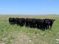 NDSU Extension’s drought webinars provided timely information to assist ranchers with drought management plans for their ranches. (NDSU photo)