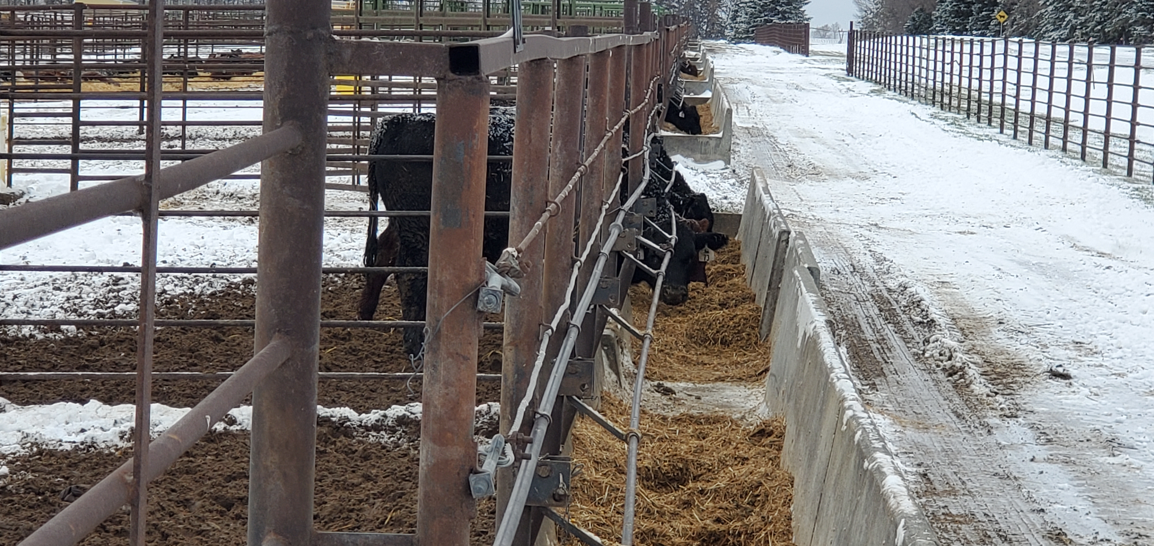 The NDSU Feedlot School helps identify areas for improvement, including feeding, manure management, budgets and marketing. (NDSU photo)