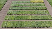 Soybean variety trials, Lisbon, North Dakota, 2021 (NDSU photo)