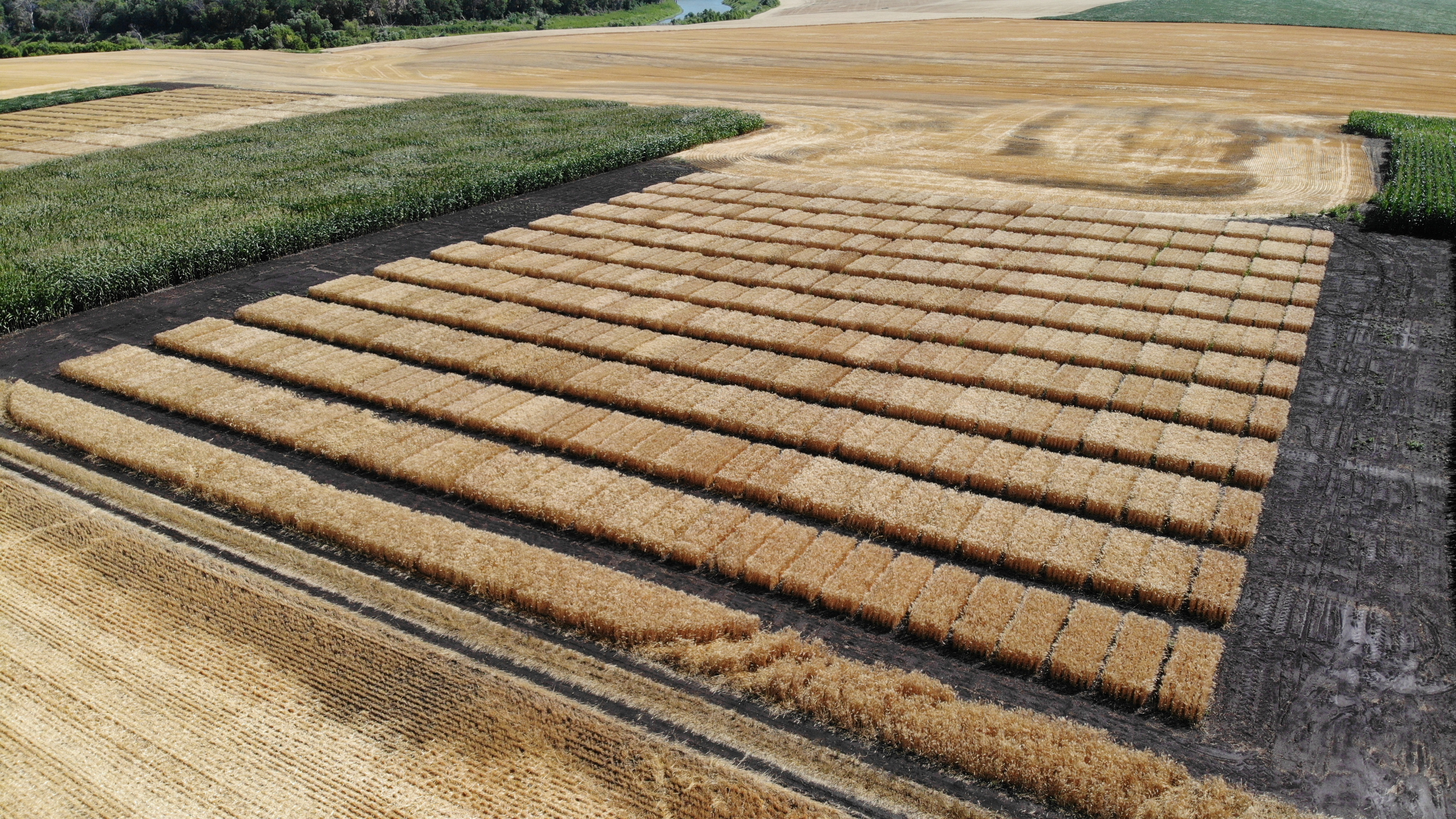 Wheat trials at Grand Forks, North Dakota, 2021 (NDSU photo)