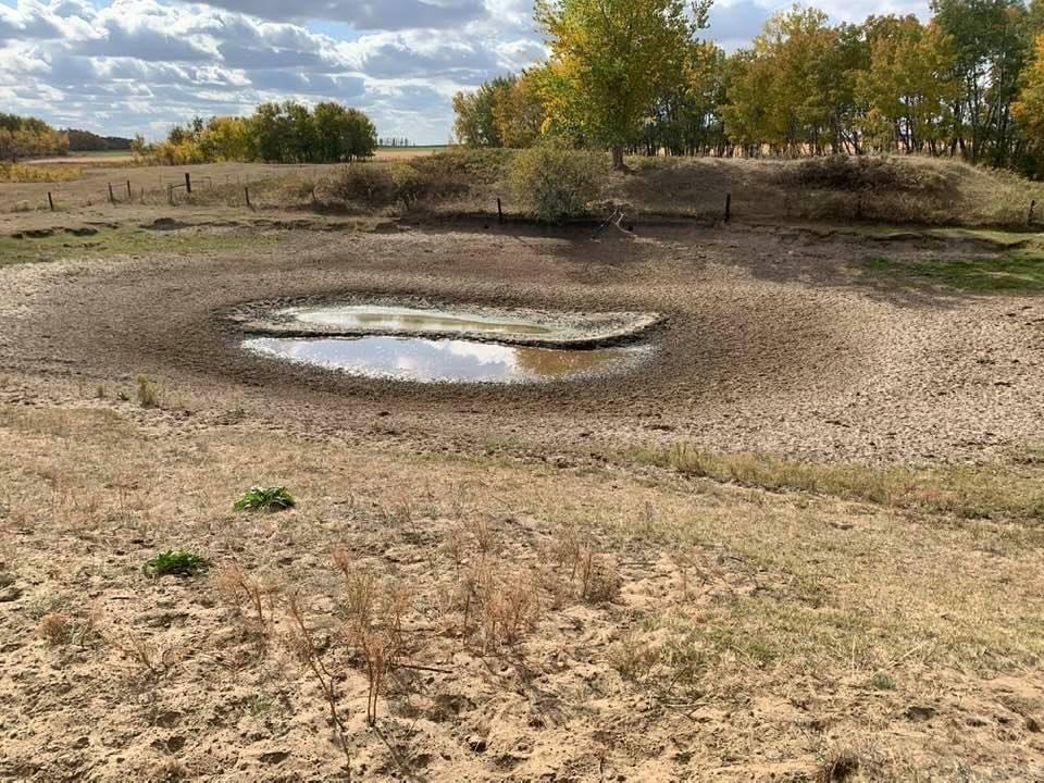 The water in this dugout is low because of drought conditions. (NDSU photo)