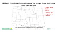 Six of 10 canola flower midge trap sites were positive in the 2020 survey. (NDSU photo)