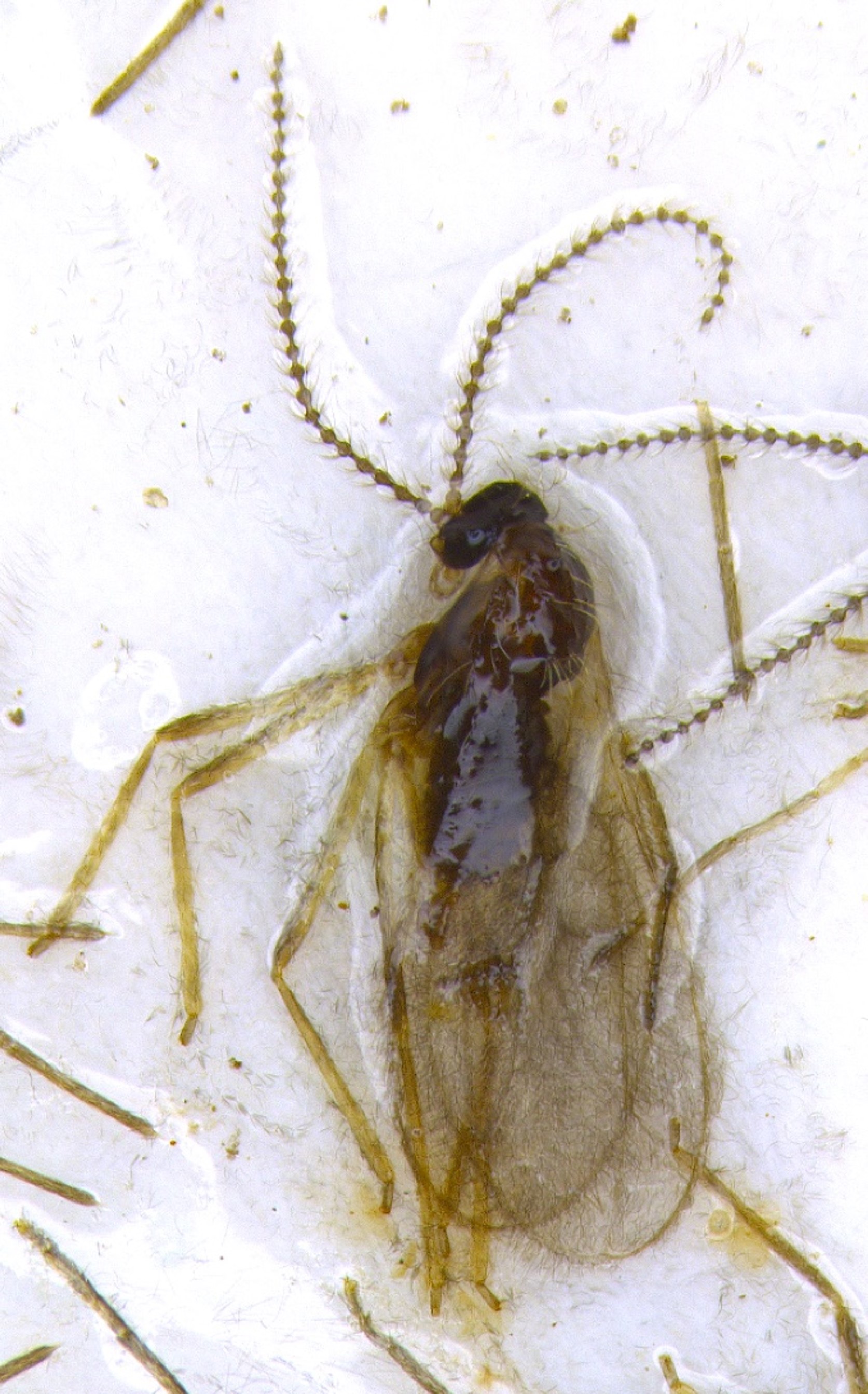 The adult canola flower midge is a small, nondescript brown fly. (NDSU photo)