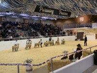 Sheep showmanship contestants compete during the 95th Little International on the NDSU campus.