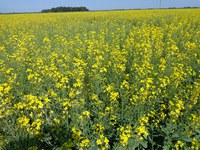 This canola field is near Prosper, N.D. (NDSU photo)