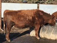 This cow is showing hair loss because of lice. (NDSU photo)