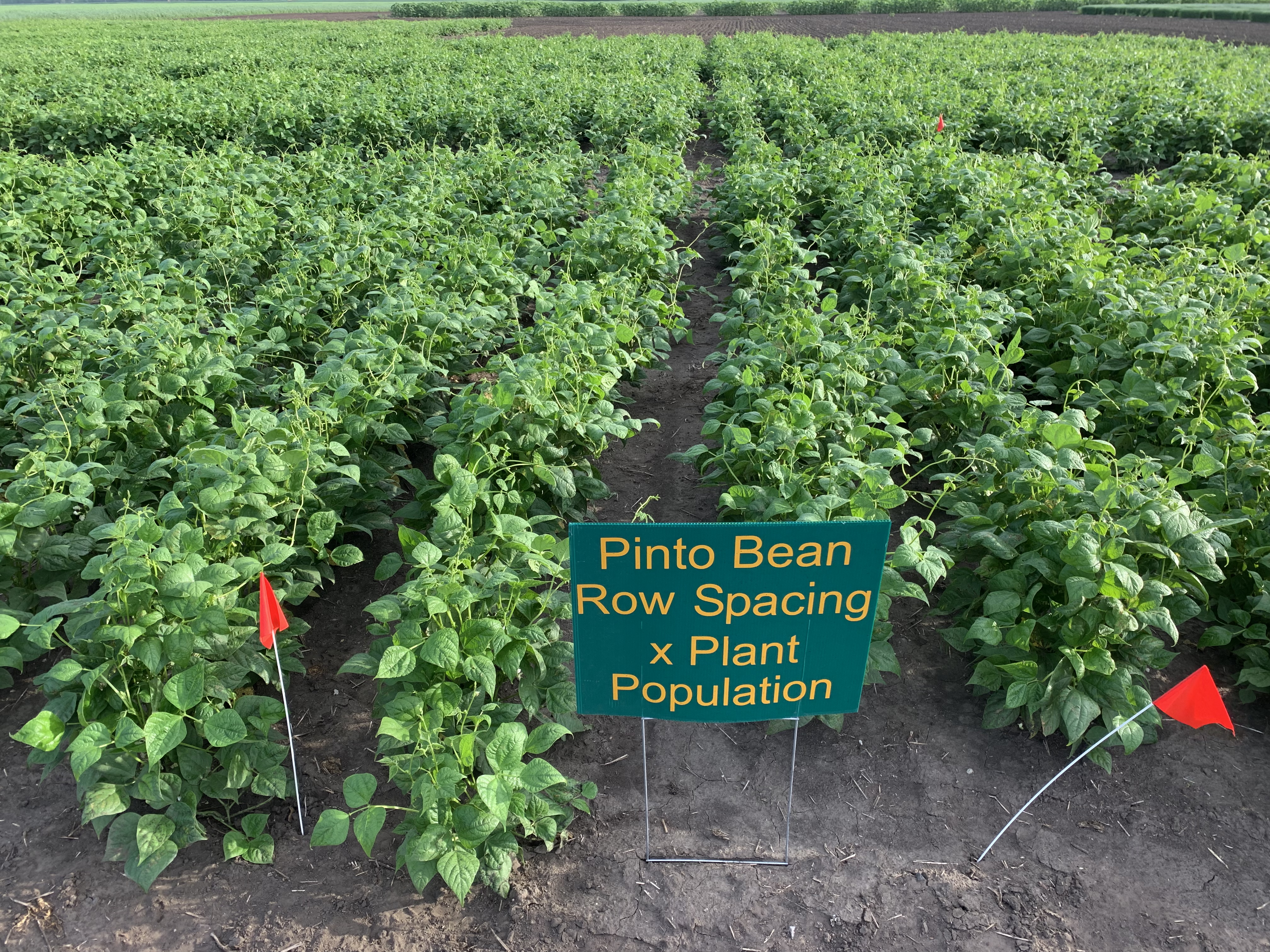 These pinto beans are part of a row spacing and plant population study. (NDSU photo)