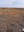 This is a drought-stressed pasture. (NDSU photo)
