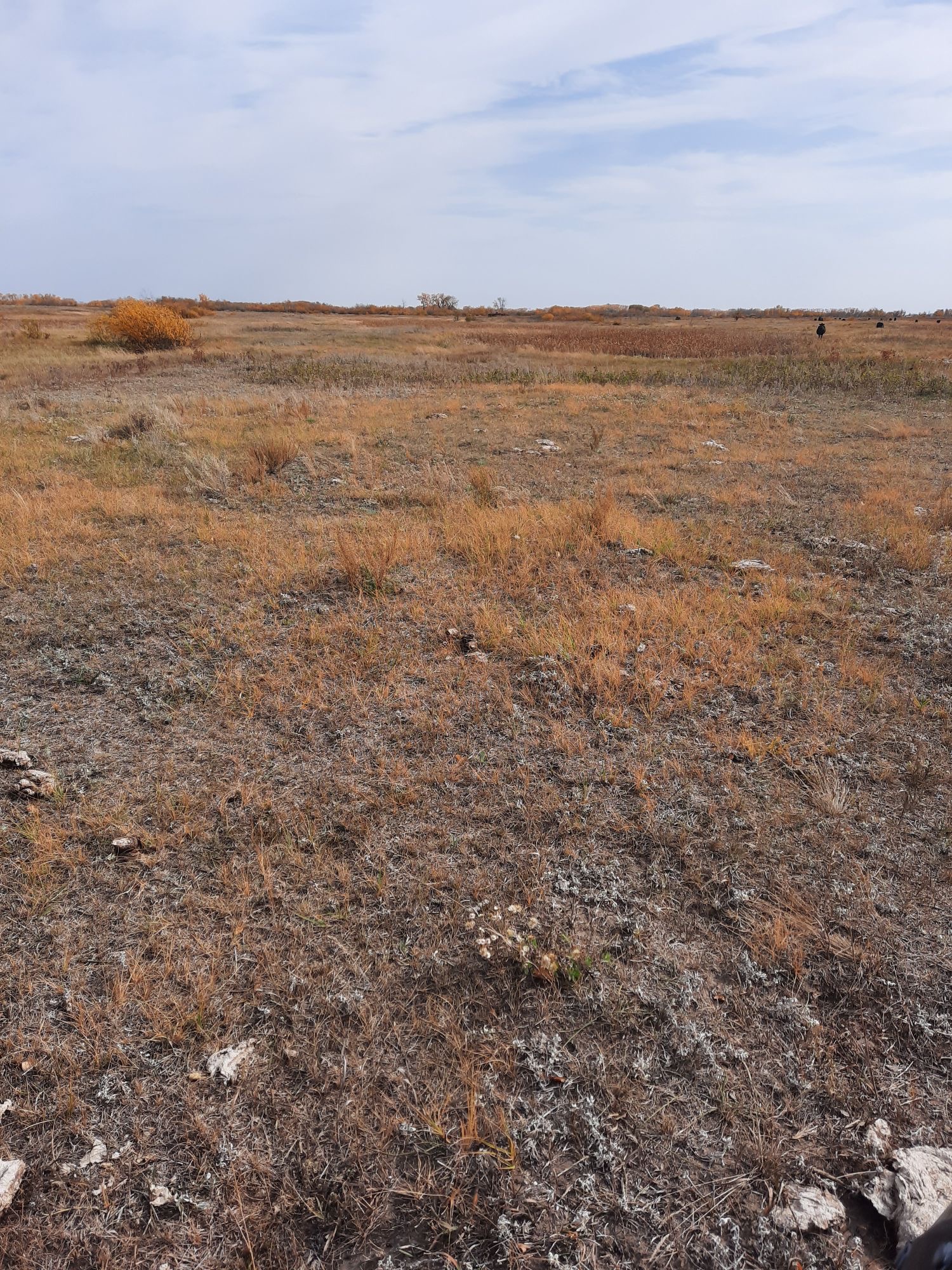 This is a drought-stressed pasture. (NDSU photo)