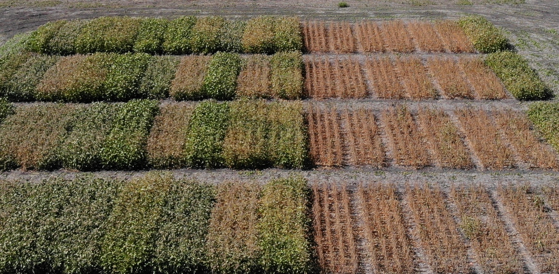 These plots are part of NDSU's soybean research. (NDSU photo)