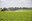 A tractor is spraying a sugarbeet field. (NDSU photo)