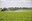 A tractor is spraying a sugarbeet field. (NDSU photo)