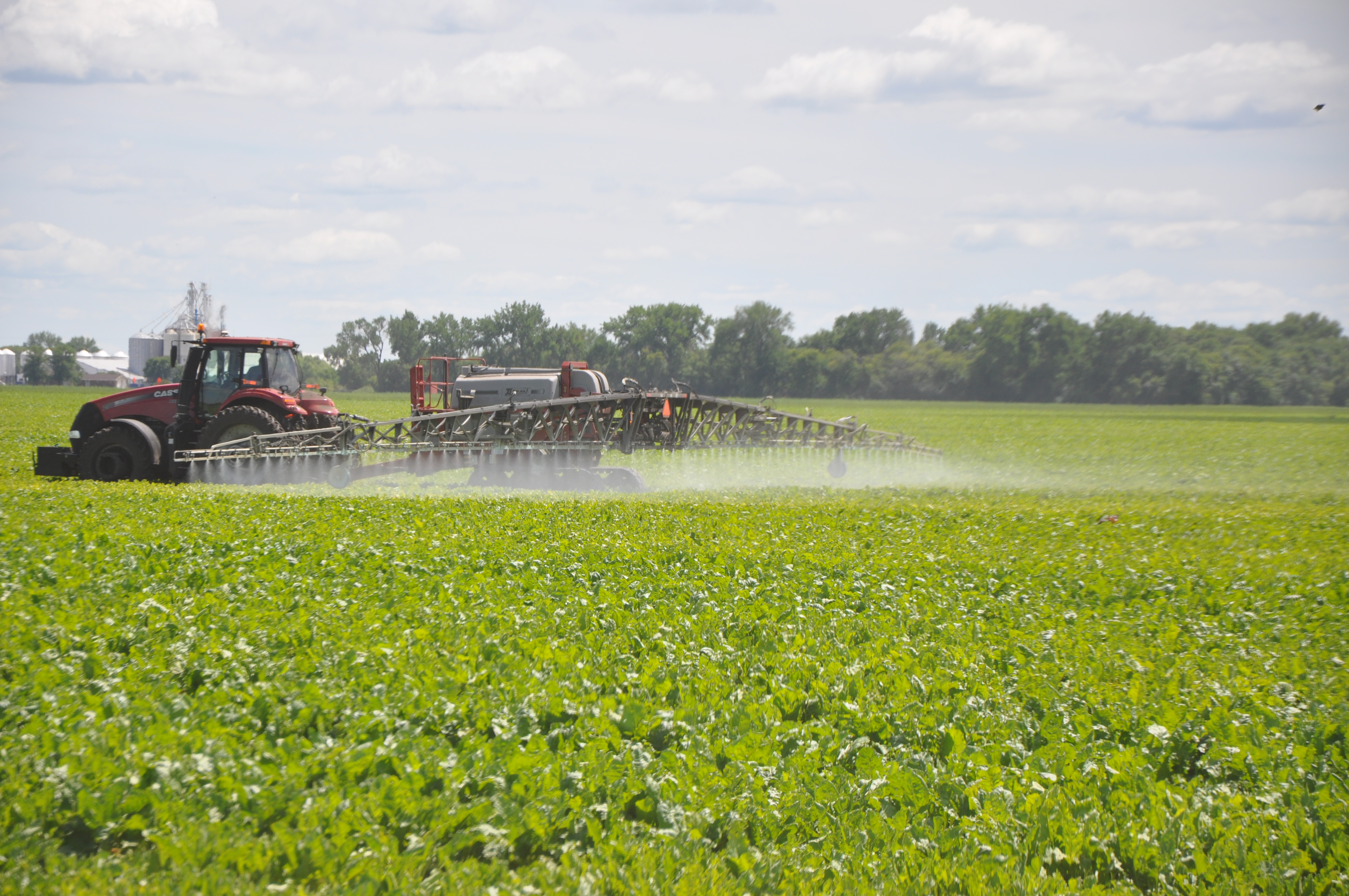 A tractor is spraying a sugarbeet field. (NDSU photo)