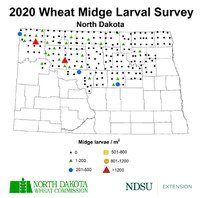 2020 Wheat Midge Survey Map (NDSU Photo)