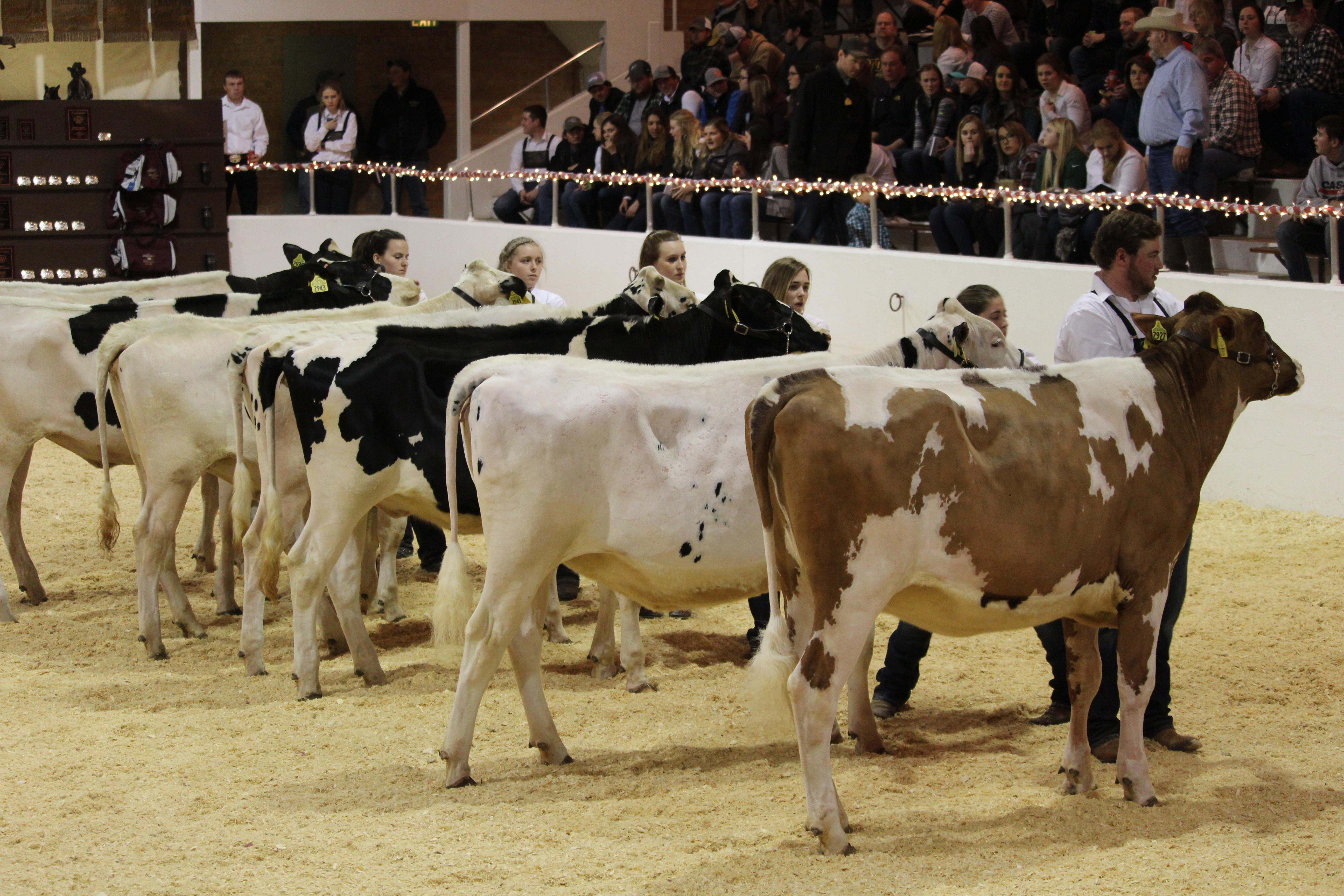 The show features showmanship classes of beef, dairy, sheep and swine as well as ham curing and public speaking contests.