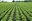 Sugarbeet growers and others will have an opportunity to learn about the latest sugarbeet research during the 51st annual Sugarbeet Research Reporting Session. (NDSU photo)