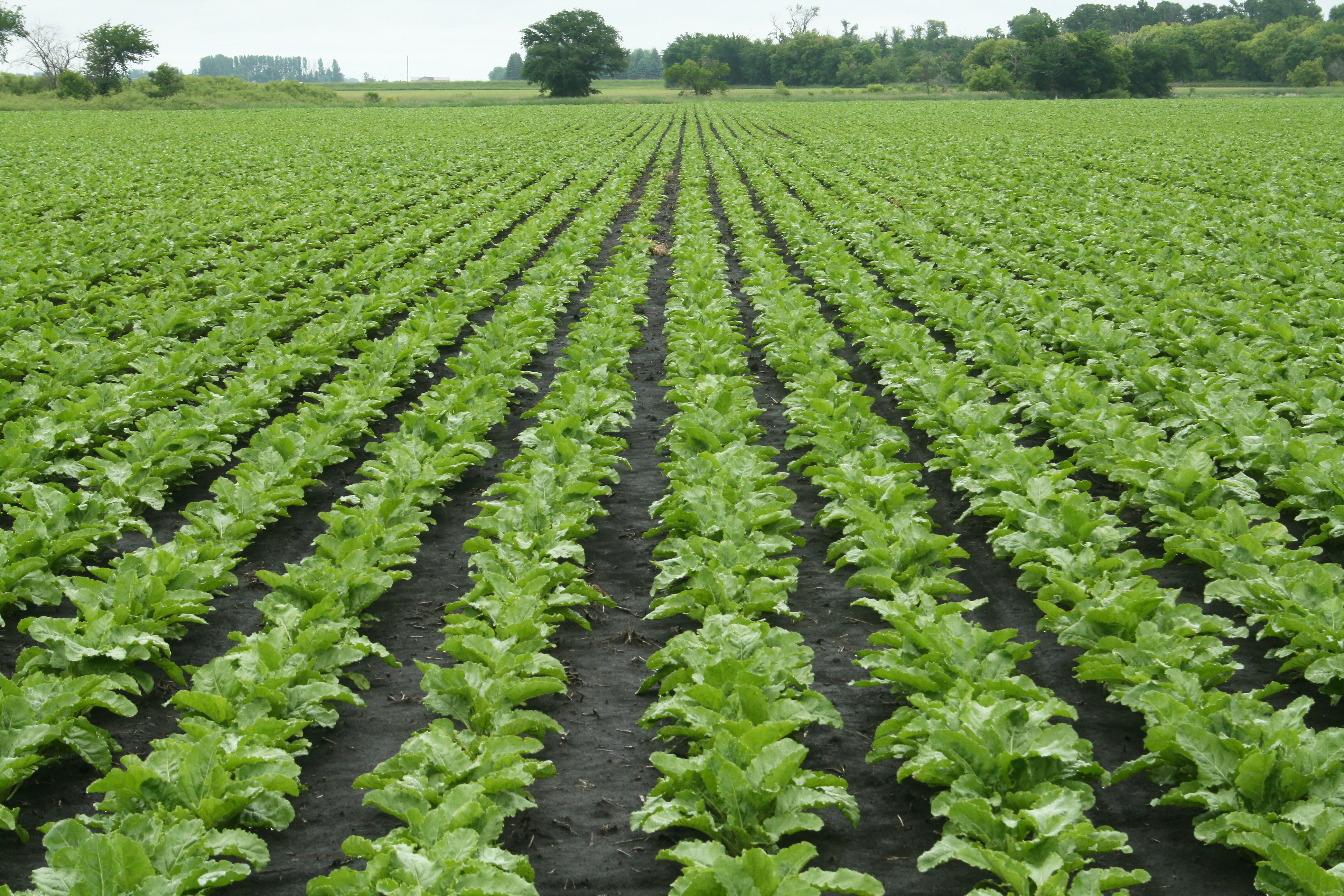 Sugarbeet growers and others will have an opportunity to learn about the latest sugarbeet research during the 51st annual Sugarbeet Research Reporting Session. (NDSU photo)