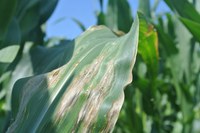 Goss's wilt on corn will be one of the topics covered during this year's Advanced Crop Advisers Workshop. (NDSU photo)