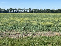 While it is important to be aware of risks associated with feeding canola forage, it may provide an alternate forage option for drought-stricken livestock producers. (NDSU photo)