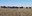 North Dakota livestock producers are facing forage quality and quantity issues because of the drought. (NDSU photo)