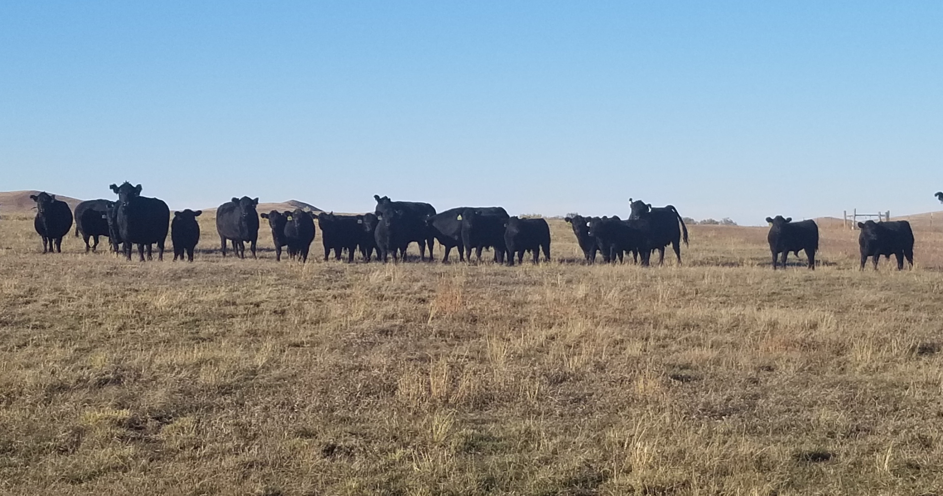 North Dakota livestock producers are facing forage quality and quantity issues because of the drought. (NDSU photo)