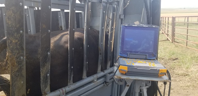 An ultrasound is one way of checking cows' pregnancy early. (NDSU photo)