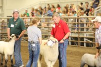 A 4-H'er judges state leaders in the sheep competition during the North Dakota Leaders 4-H Showmanship Contest at the North Dakota State Fair in Minot. (NDSU photo)
