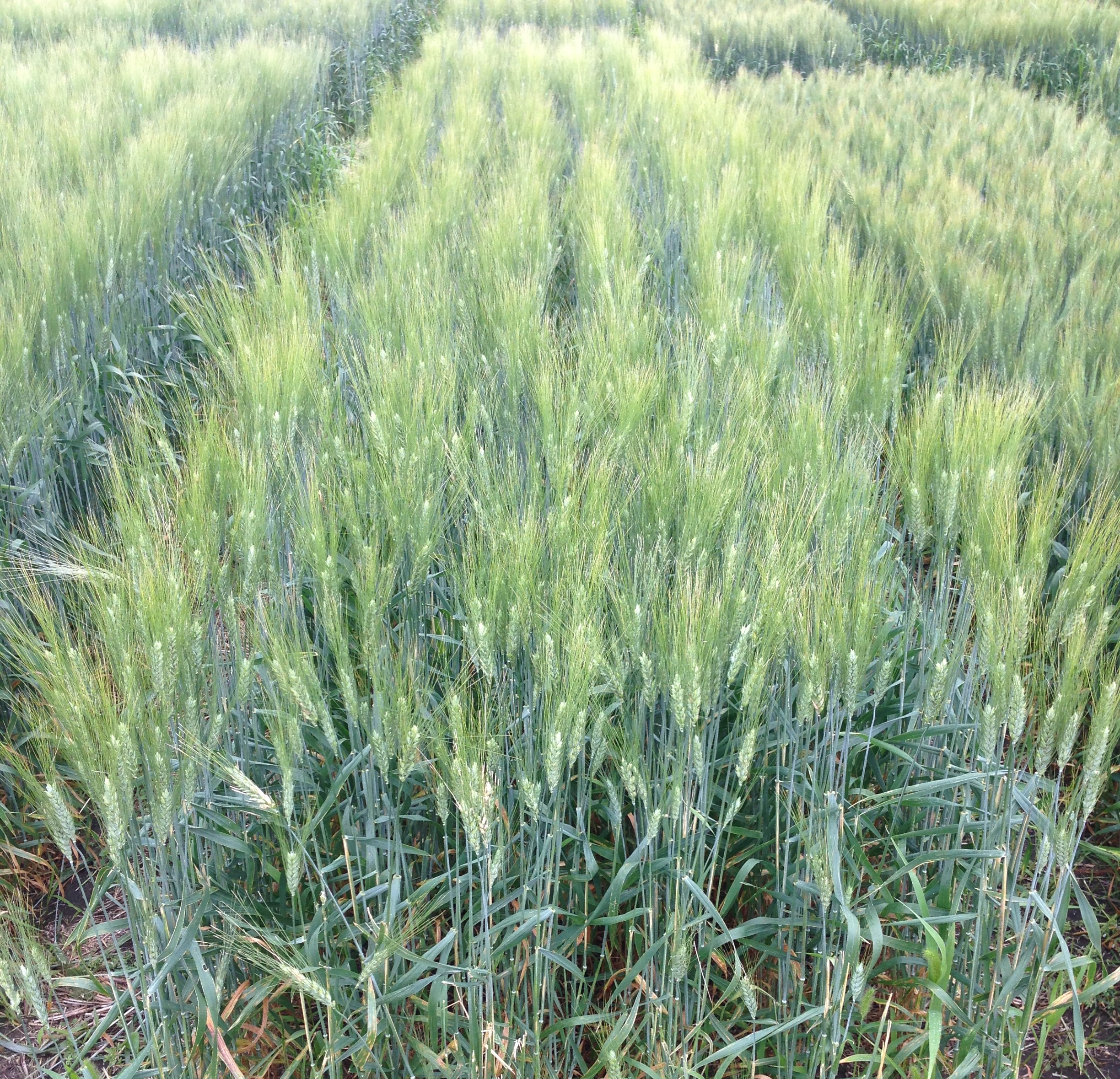 Producers and crop advisers will have an opportunity to learn more about durum during a Durum Day at NDSU's Carrington Research Extension Center. (NDSU photo)